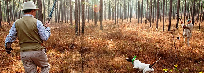 Georgia Quail Hunting Lodge: South GA’s Finest Quail Hunting - Pine