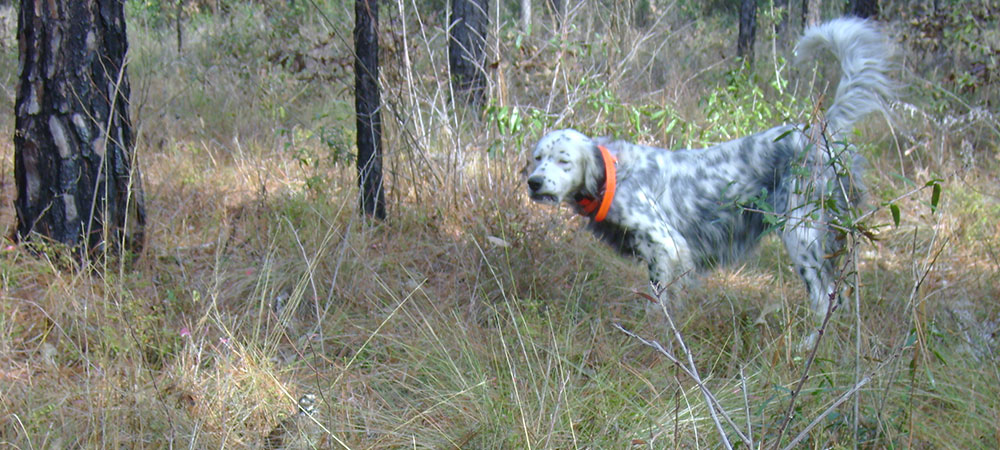 dog-in-field