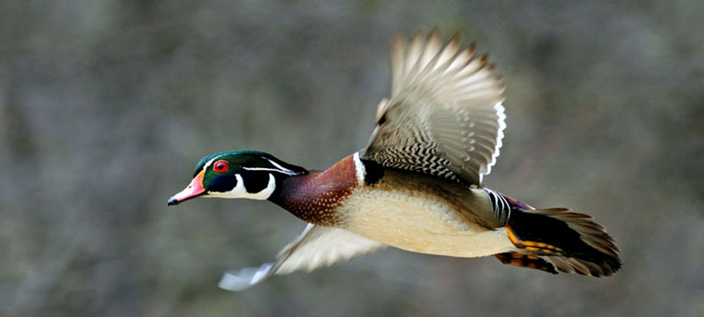 duck-flying