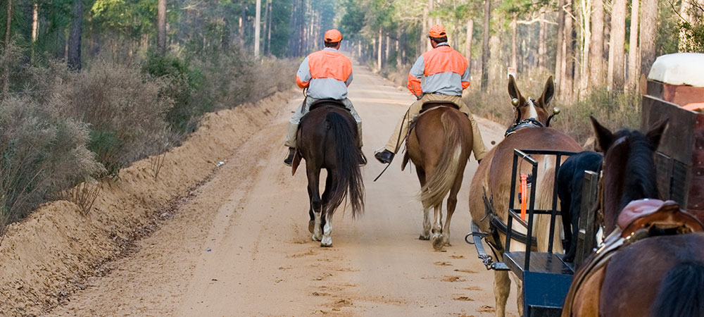 horses-on-trail