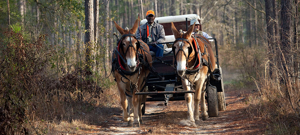 man-in-carriage-with-horses